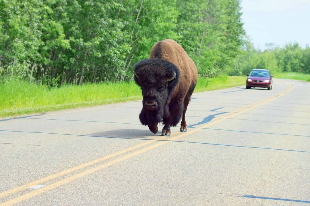 Bison in Elk Island National Park
